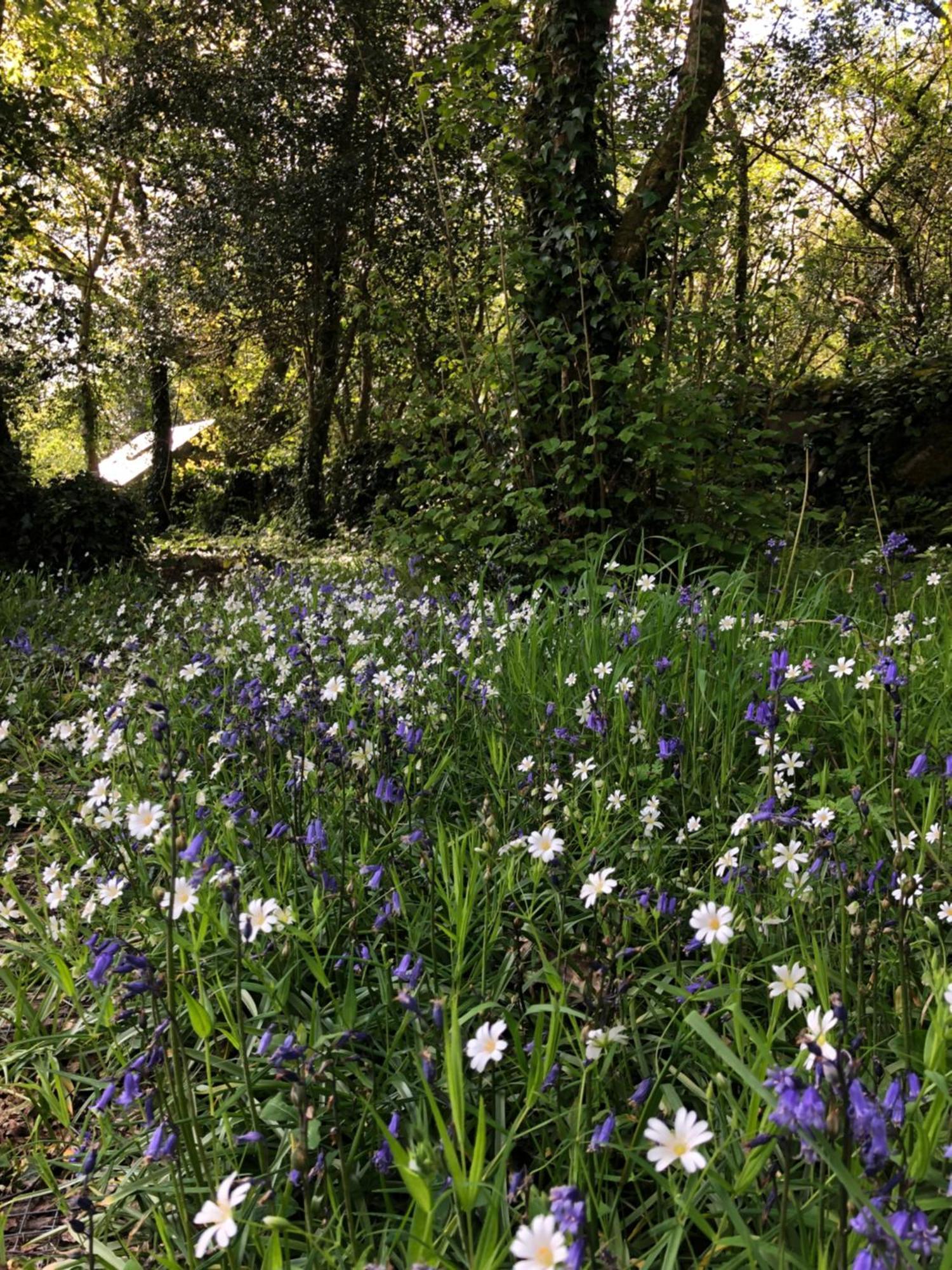 Sligo Forest Retreat Eksteriør billede